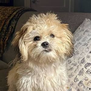 Meet your Posher, Craig